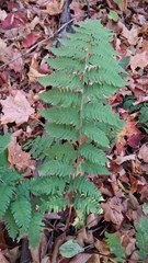 Dryopteris × neowherryi