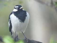 Grallina cyanoleuca