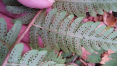 Dryopteris × neowherryi