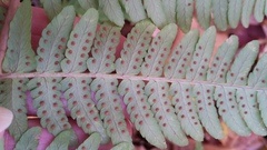 Dryopteris × neowherryi