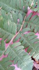 Dryopteris × neowherryi