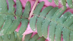 Dryopteris × neowherryi