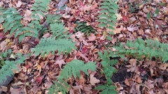 Dryopteris × neowherryi