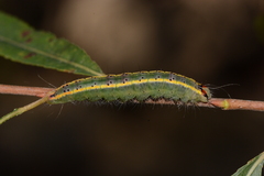 Acronicta connecta