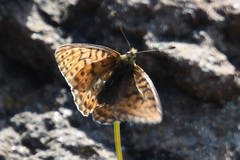 Boloria