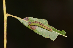 Acronicta connecta