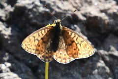 Boloria