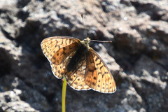 Boloria