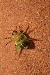 Anoplognathus prasinus