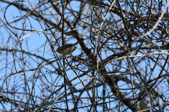 Ramphocaenus melanurus