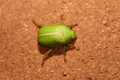 Anoplognathus prasinus