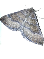 Larentia clavaria
