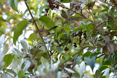 Ramphocaenus melanurus