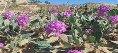 Abronia villosa villosa