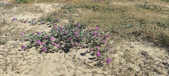 Abronia villosa villosa