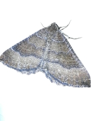 Larentia clavaria