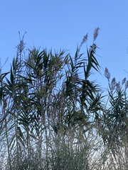 Arundo