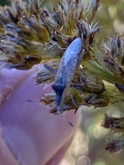 Harmostes reflexulus