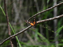 Chlosyne lacinia adjutrix