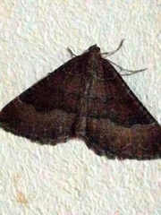 Larentia clavaria