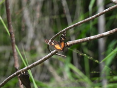 Chlosyne lacinia adjutrix