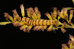 Schinia nundina