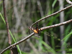 Chlosyne lacinia adjutrix