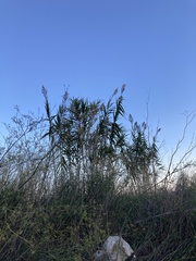 Arundo
