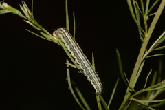 Schinia trifascia