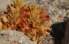 Aphyllon californicum feudgei