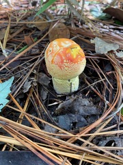 Amanita persicina