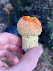 Amanita persicina