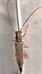 Saperda discoidea