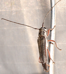 Saperda discoidea