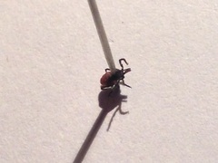 Ixodes ricinus