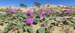 Abronia villosa villosa