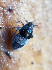 Megamelodes quadrimaculatus