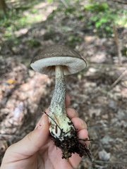 Leccinum snellii