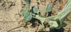 Helianthus petiolaris canescens
