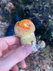 Amanita persicina