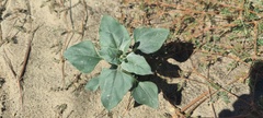 Helianthus petiolaris canescens