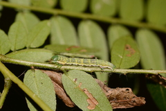 Mellilla xanthometata