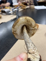 Leccinum snellii