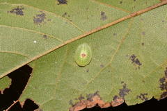 Heterogenea shurtleffi