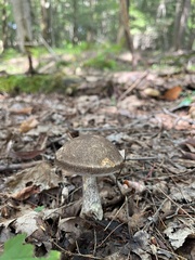 Leccinum snellii