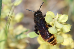Dasyscolia ciliata