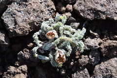 Oxytropis putoranica