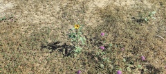 Helianthus petiolaris canescens