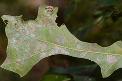 Heterogenea shurtleffi