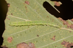 Hypena abalienalis